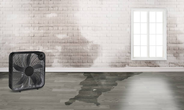 Best Basement water damage restoration  in Meadowbrook, VA